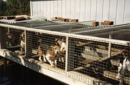 Our puppies come from kennels that are both state and usda licensed. NYS Citizens Against Puppy Mills