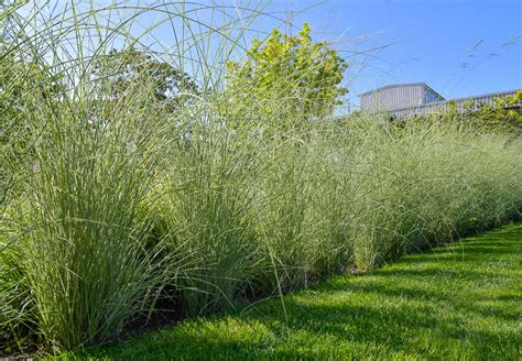 Die pflanze ist gut für kleinere gärten und in. Chinaschilf Morning Light - Miscanthus sinensis Morning ...