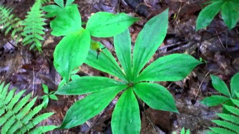 Branches are good for nesting sites. Edible & Medicinal Indian Cucumber Root ( Medeola ...