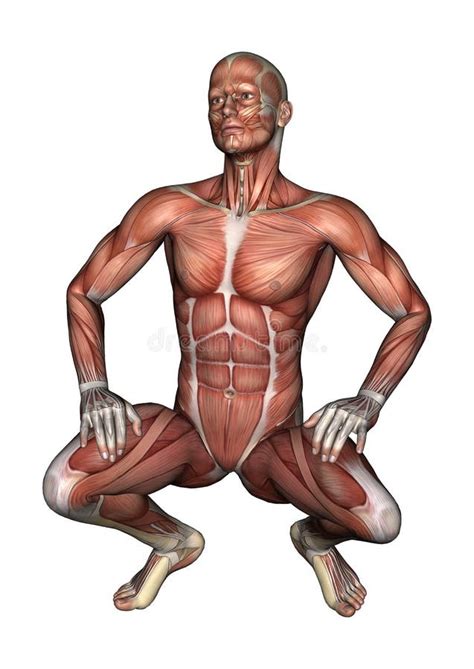Il Sistema Muscolare Maschio Illustrazione Di Stock Illustrazione Di