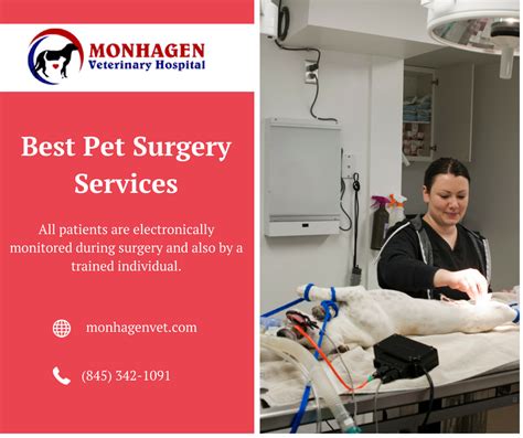 Monhagen Veterinary Hospital Offers Best Pet Surgery Services In