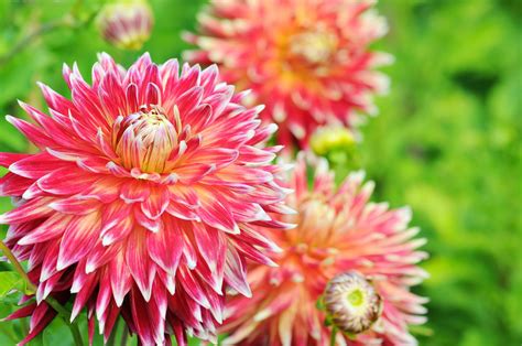 May 26, 2012 · taking care of dahlias involves the usual necessities of feeding, watering and mulching. How to Grow and Care for Dahlia Plants