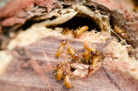 Others may bite your family or. Termite Inspections & Protection - Excel Pest Solutions