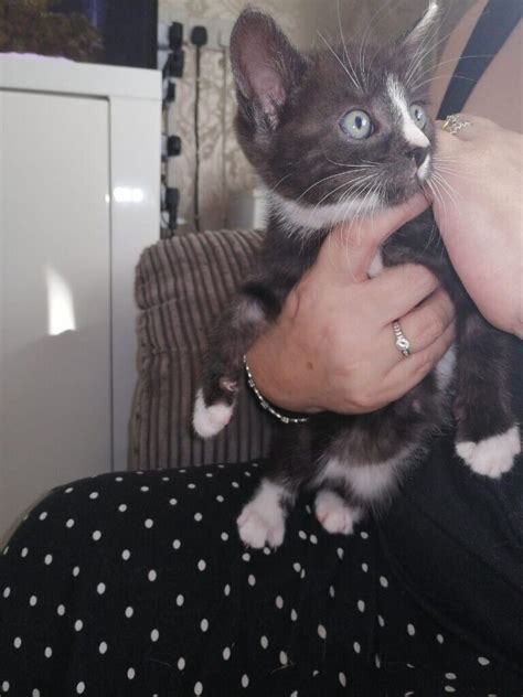 Black And White Male Kittens In Pill Bristol Gumtree