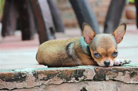 10 Amazing Facts About Chihuahuas That You Need To Know Enjoy The Pets