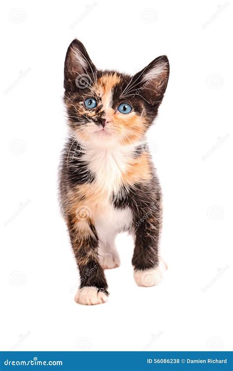 Adorable Calico Cat Stock Photo Image Of Paws Cute 56086238