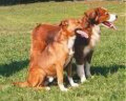 Nauw verwant aan de (duitse) pinscher. Oostenrijkse pinscher - Hondencentrum