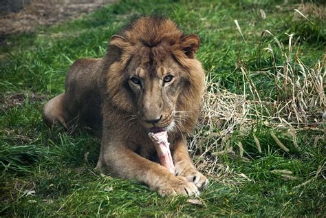 Lion Eating Bone Antoinewever Flickr