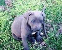 Pine haven puppies' available puppies. blue lacy dog photo | Texas State Dog: Blue Lacey (Canis ...