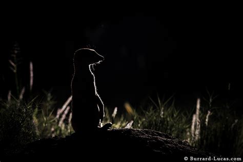 Meerkat At Night Burrard Lucas Photography