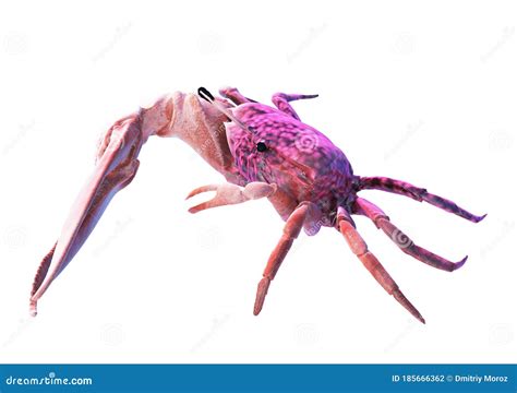 Fiddler Crab Isolated Stock Illustration Illustration Of Invertebrate