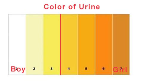 Urine Color Chart And What They Mean Colorpaints Co