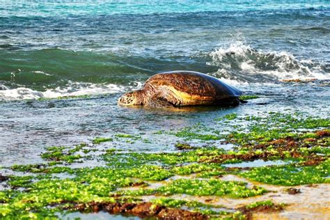 The Green Sea Turtle Laniakea Beach Oahu Pineappleislands