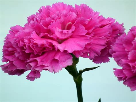 Maybe you would like to learn more about one of these? Hot Pink Carnation Flower : Wallpapers13.com