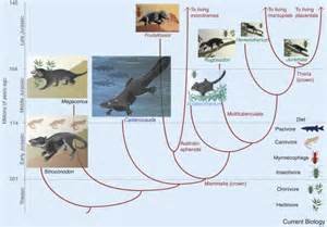 Mammalian Evolution A Jurassic Spark Current Biology