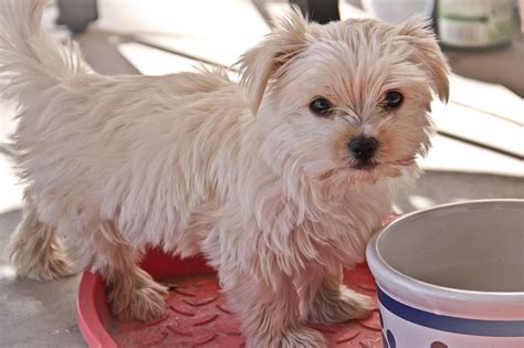 Morkie Puppies For Sale In Ohio - Pets and Animal Galleries