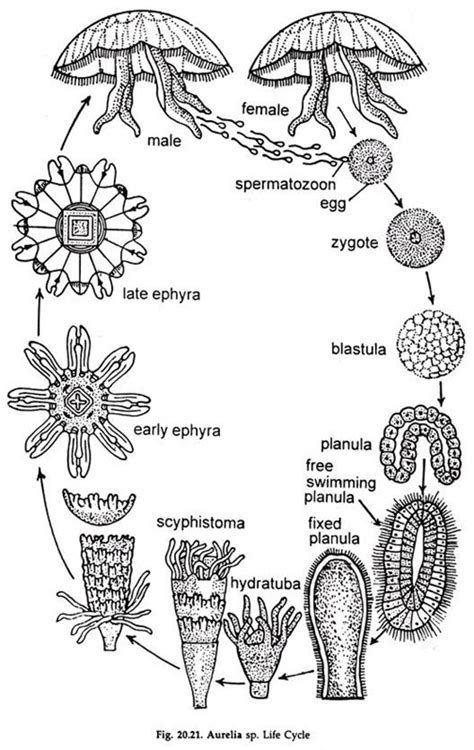 Life Cycle Of Aurelia With Diagram Phylum Cnidaria