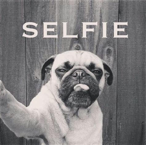 Dog Selfie Pictures Photos And Images For Facebook