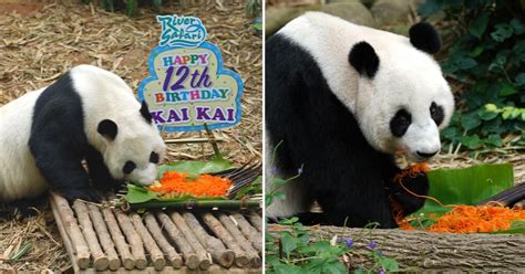 He continued to star in various supporting roles in television series. River Safari pandas Kai Kai & Jia Jia celebrate birthdays ...