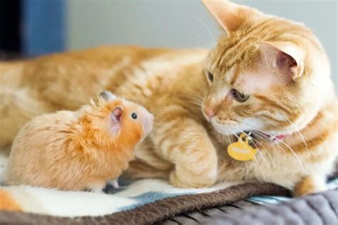 Cat And Hamster Make Unlikely Best Friends In Adorable Pictures World