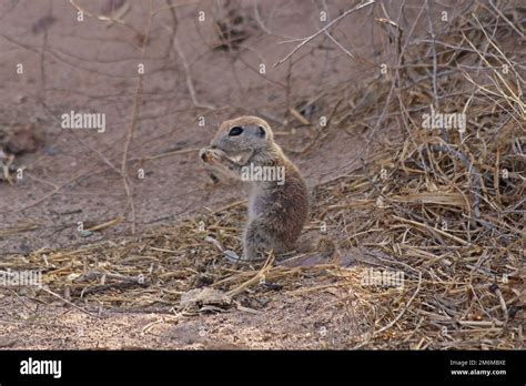 Round Tailed Ground Squirrel Xerospermophilus Tereticaudus Stock Photo