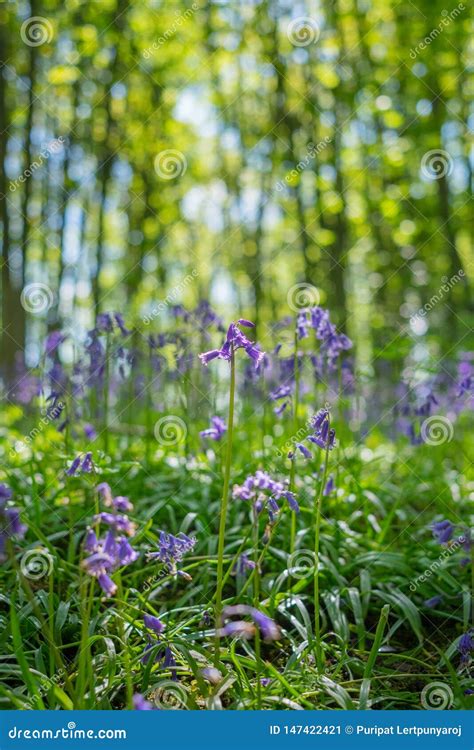 Blooming Bluebells Flower In Spring United Kingdom Stock Image Image