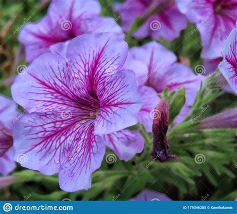 Closeup View Of Beautiful Purple Flower Known As Morning