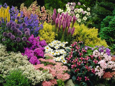 What Is A Perennial Plant World Of Flowering Plants