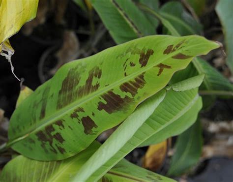 This video shows how to trim up a bannana plant. Musa acuminata 'Grand Nain' | Musa 'Gran Nain' | Banana ...