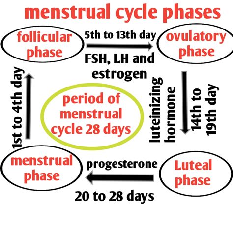 Menstrual Cycle Phases Menstruationovulation And Hormones Biologysir
