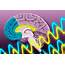 How Brain Waves Guide Memory Formation  MIT News Massachusetts