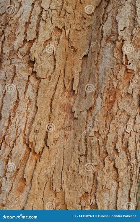 Vertical Natural Tree Bark Texture Backgrond Stock Image Image Of