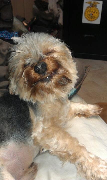 My Yorkie Loves To Smile Yorkie Yorkshire Terrier Animals Beautiful