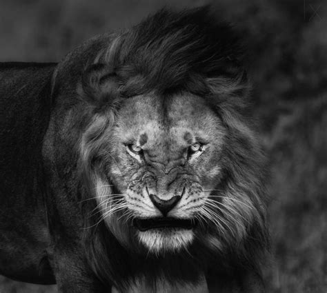 Grayscale Photography Of Lion Nature Lion Big Cats Fury Angry