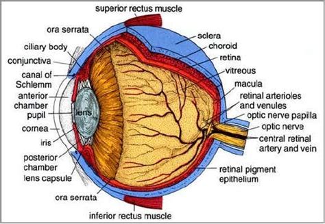 Anatomi Mata Dan Fungsinya Masandy Com