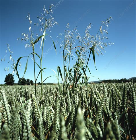 Wild Oats In A Wheat Crop Stock Image E7702031 Science Photo Library