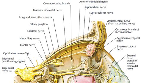 V1 Branch Of 5 Th Cranial Nerve From Frank H Netter Atlas Of Human