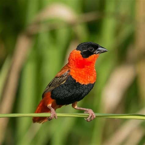 21 Types Of Birds With Orange Chests Bird Nature