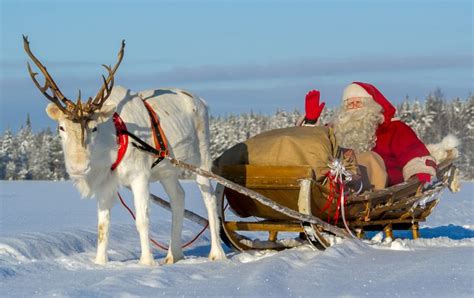 santa claus feeding reindeer at the top ritavaara in pello in lapland travel pello lapland