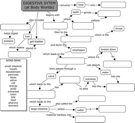 body world digestive system digestive system worksheet human