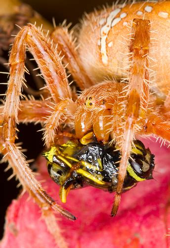 European Garden Spider Stock Photo Download Image Now Animal