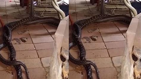 Cara mengusir ular dengan benda bergagang panjang ini adalah dengan mengarahkan benda ke arah ular. Cara Mencegah Air Banjir Masuk Rumah - Sekitar Rumah