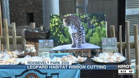 New Amur Leopard Habitat Opens At Roosevelt Park Zoo Youtube