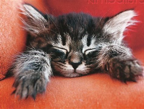 A Tabby Kitten Sleeping Hd Desktop Wallpaper Widescreen High