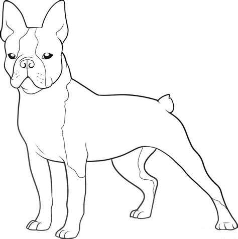 Make a coloring book with french bulldog printable for one click. Boston Terrier Coloring Pages Printable | 101 Worksheets