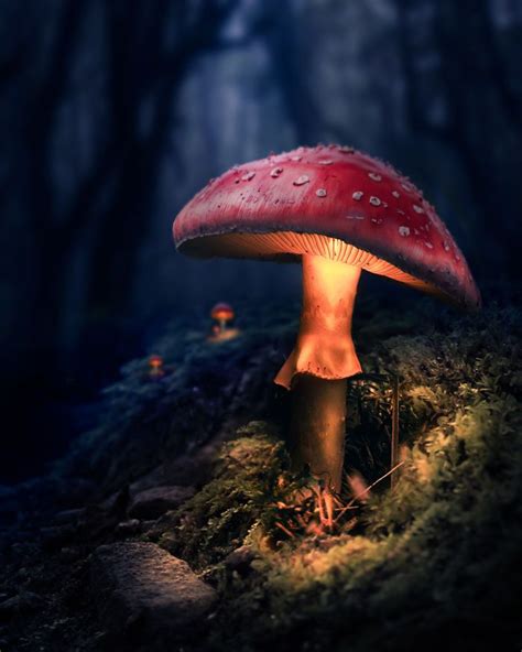 Artist Makes The World Glow In Photoshop Fungi Photomontage Glowing