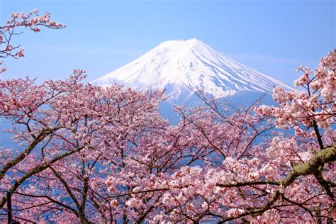 Mt Fuji And Cherry Blossom In Japan Spring Season And X28japanese Cal