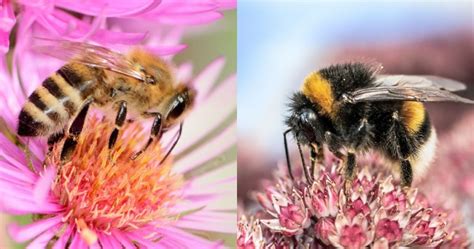 Honey Bee Vs Bumble Bee Top 5 Differences Books And Willows