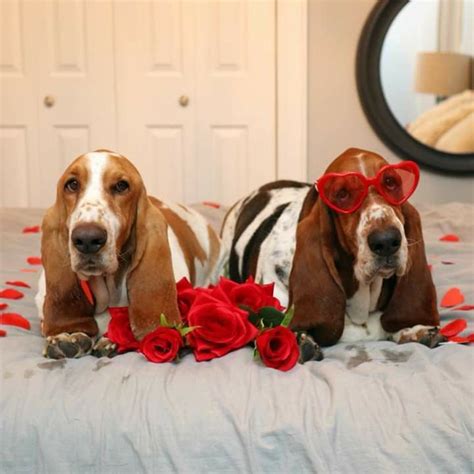 Basset Love Basset Hound Basset Hound Dog Hound Dog