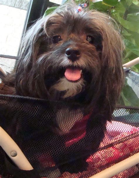 To Dog With Love Havanese Rescue Meet Sweet Tula